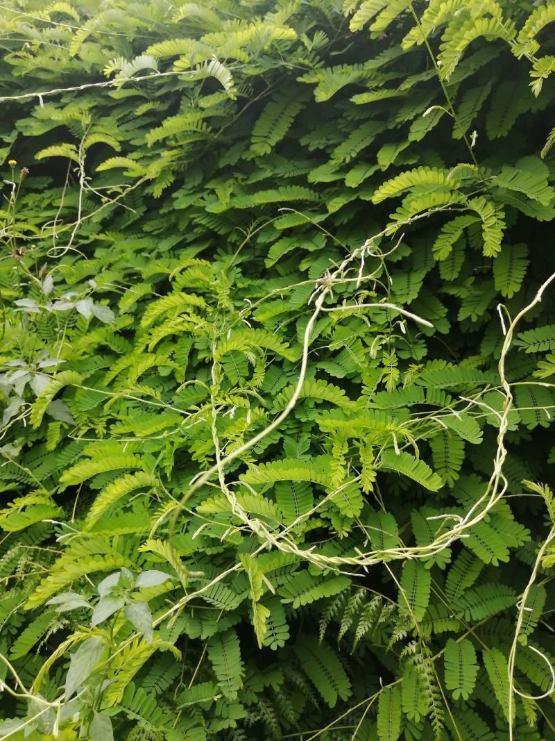 种植鸡骨草叶（相思叶）2023年新货