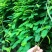 种植鸡骨草叶（相思叶）2023年新货