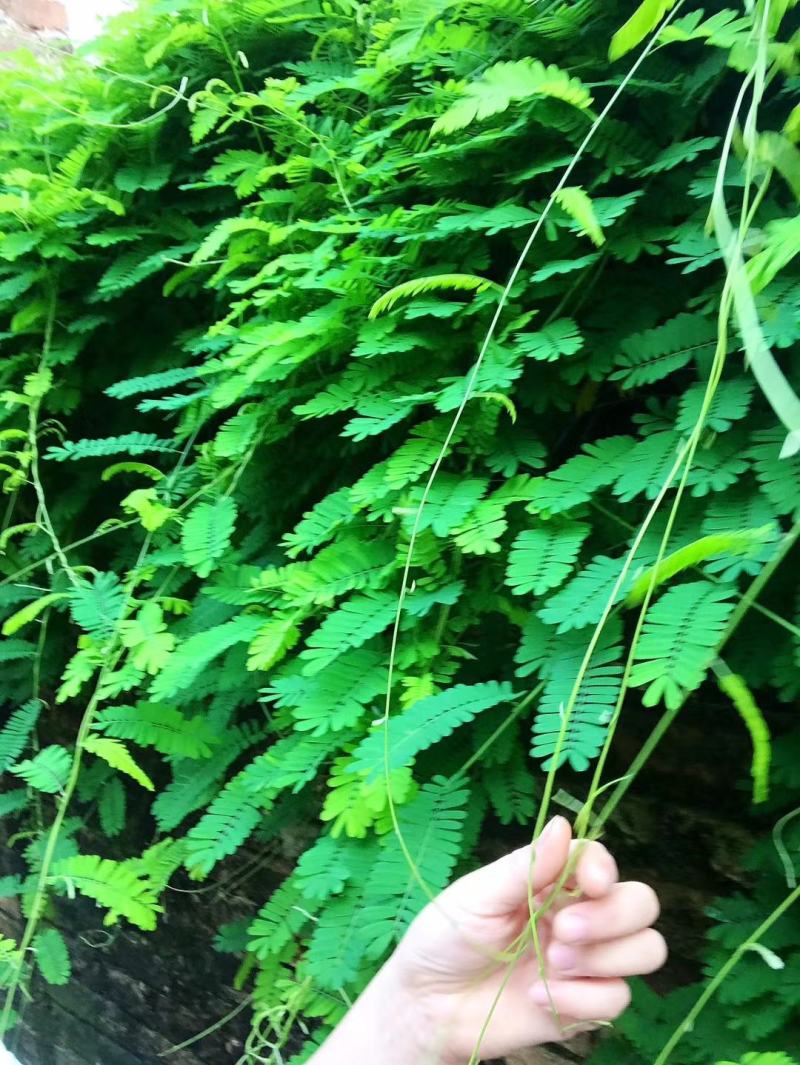 种植鸡骨草叶（相思叶）2023年新货