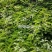 种植鸡骨草叶（相思叶）2023年新货
