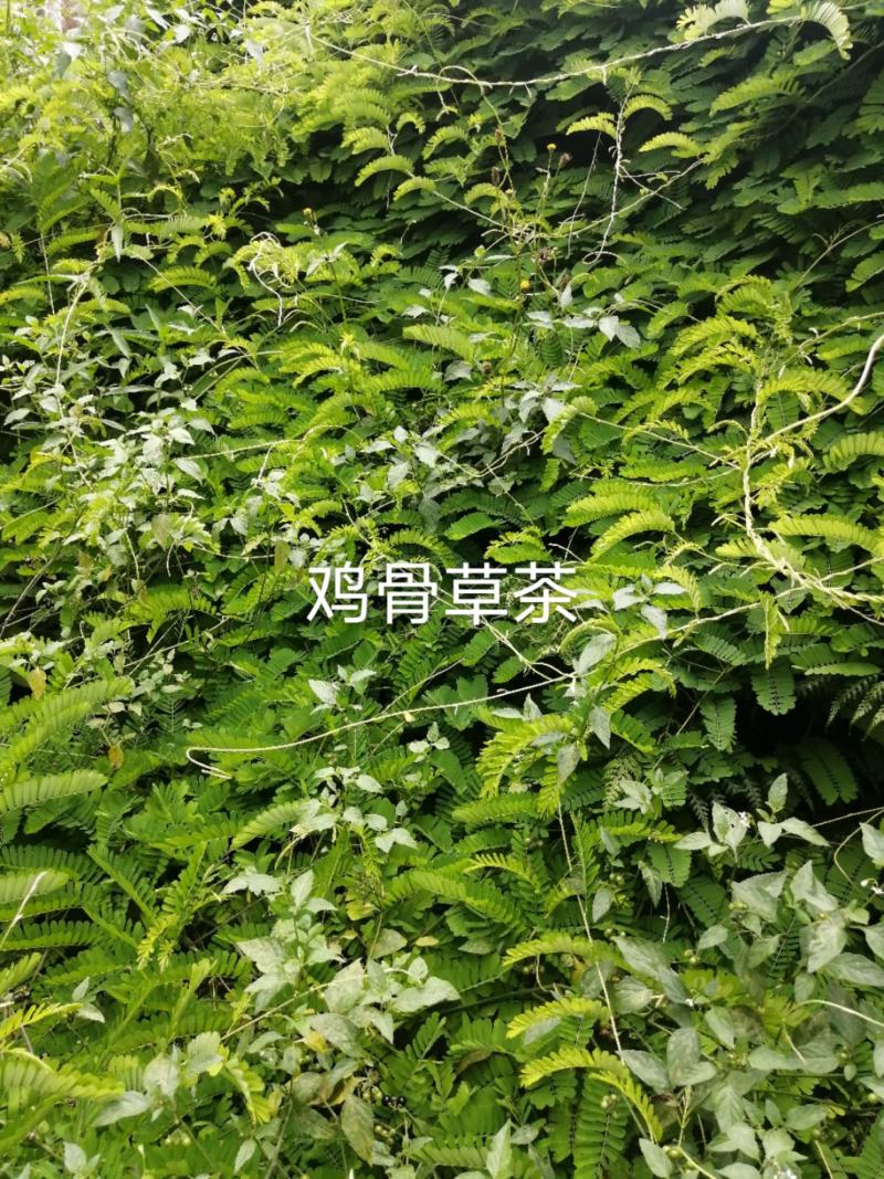 种植鸡骨草叶（相思叶）2023年新货