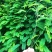 种植鸡骨草叶（相思叶）2023年新货