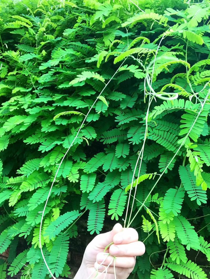 种植鸡骨草叶（相思叶）2023年新货