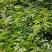 种植鸡骨草叶（相思叶）2023年新货