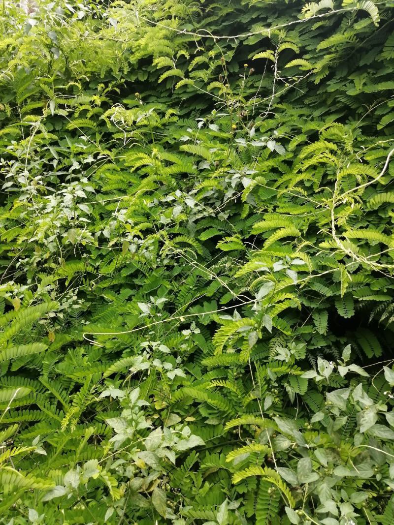 种植鸡骨草叶（相思叶）2023年新货