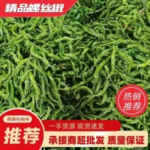 精品螺丝椒，产地直发大量上市，量大从优，欢迎进店