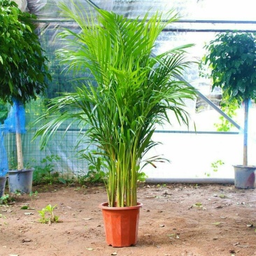 散尾葵大型绿植客厅室内盆栽植物阳台花卉盆景