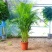散尾葵大型绿植客厅室内盆栽植物阳台花卉盆景