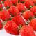 【精选】红颜草莓精品草莓大量供应产地直发一手货源