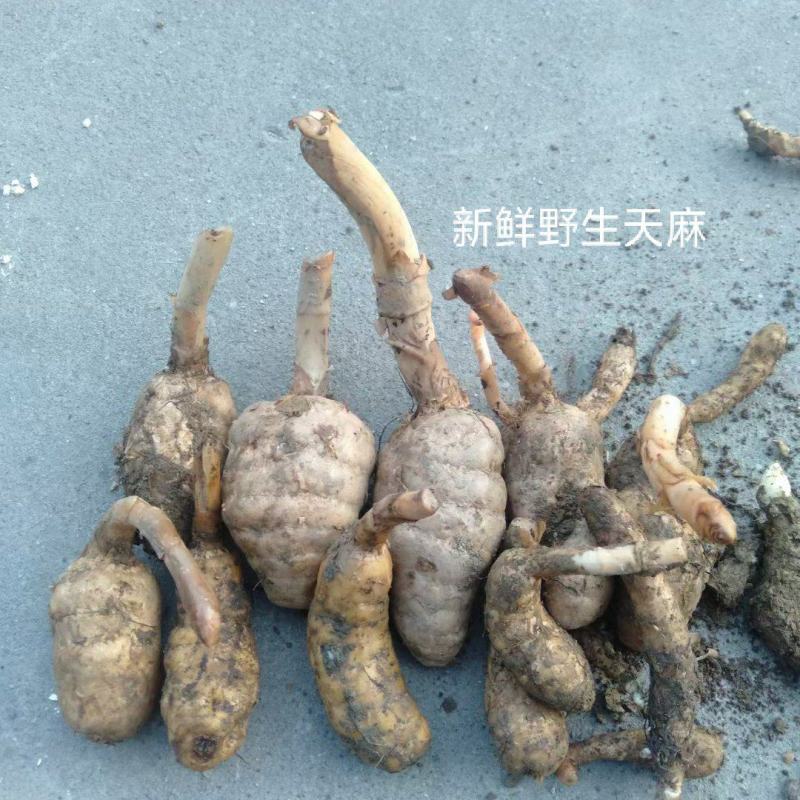 天麻