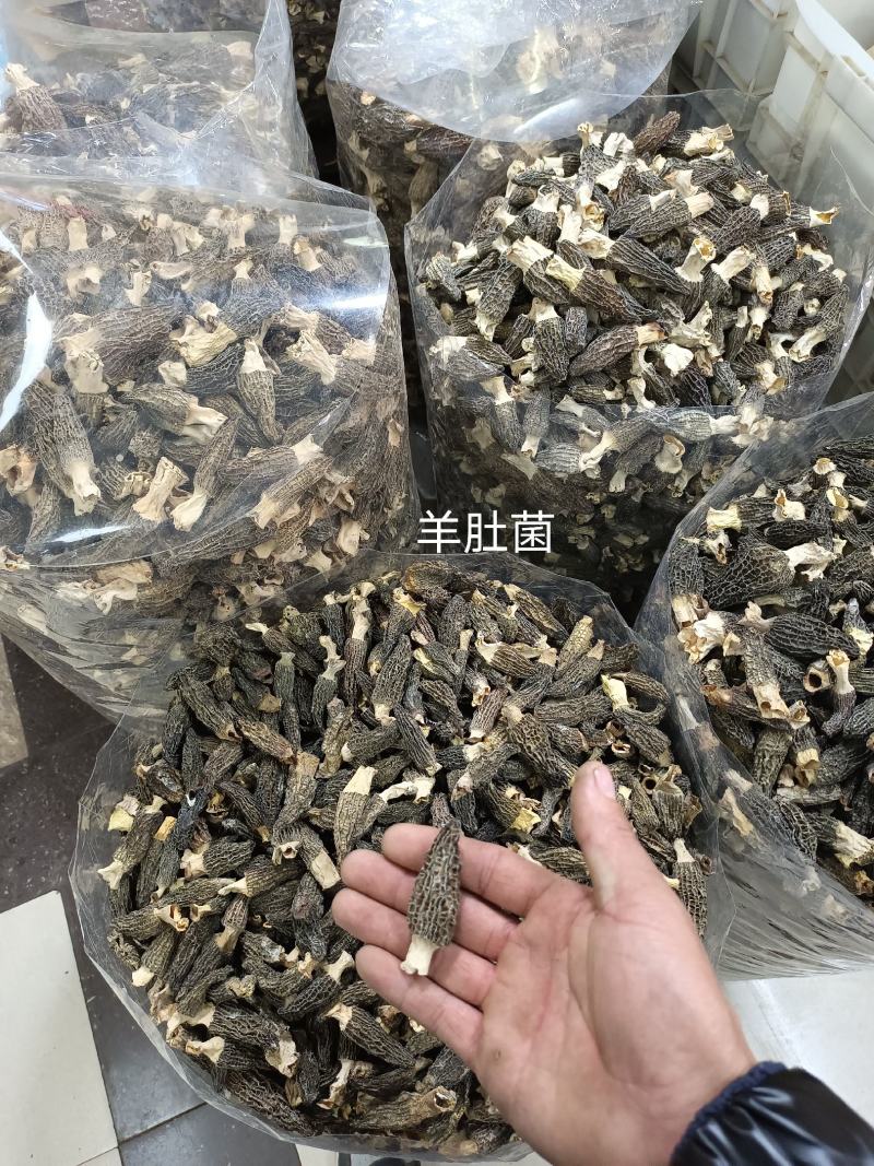 天麻