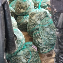 山东大闸蟹大量有货