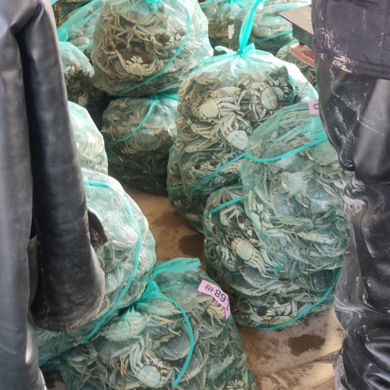 山东大闸蟹大量有货