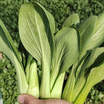 万亩基地精品小油菜精油麦菜精品