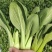 万亩基地精品小油菜精油麦菜精品
