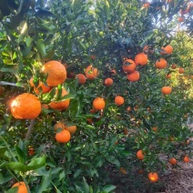 宾川县芦柑