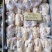 原粮喂食乳鸽大型国企养殖