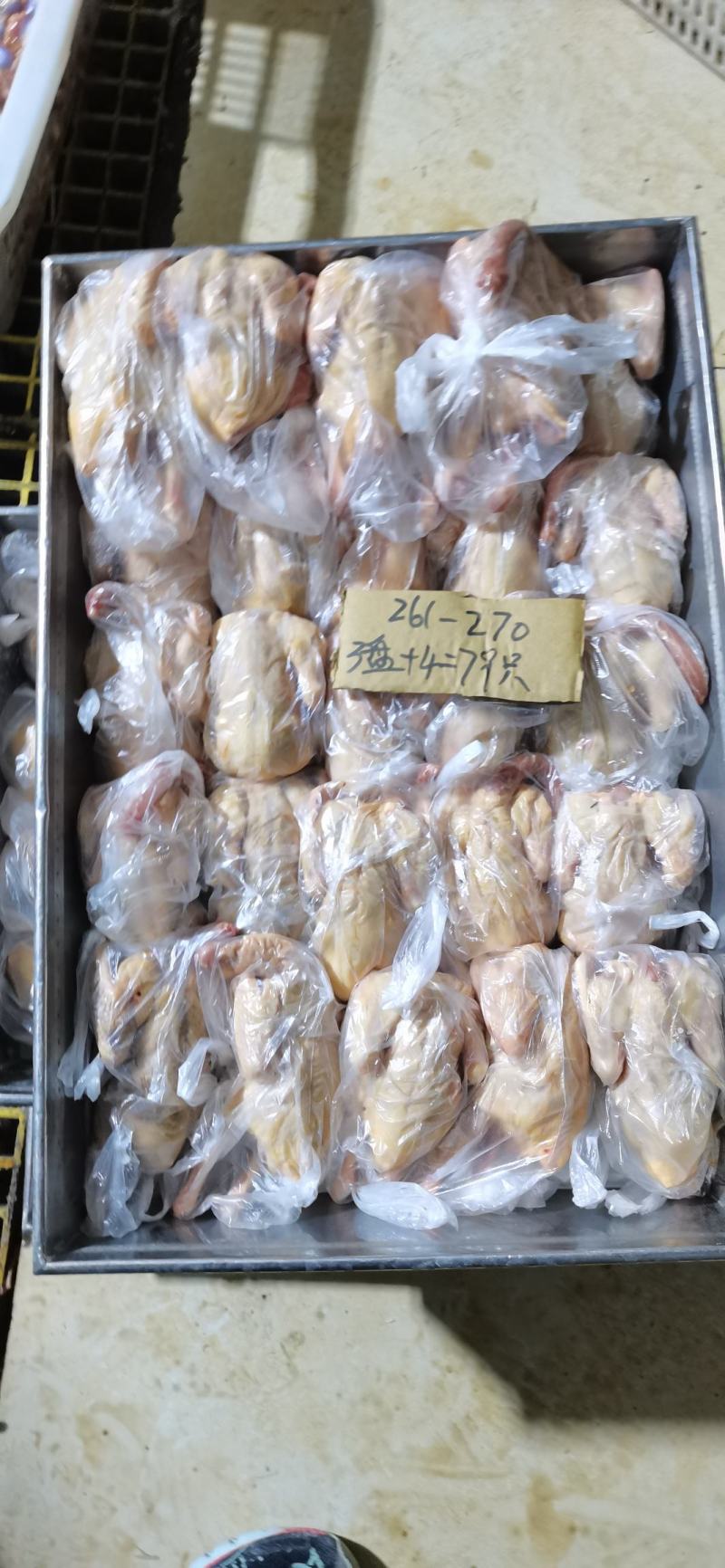 原粮喂食乳鸽大型国企养殖