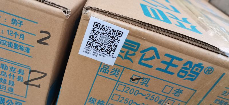 原粮喂食乳鸽大型国企养殖