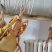 原粮喂食乳鸽大型国企养殖