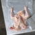原粮喂食乳鸽大型国企养殖