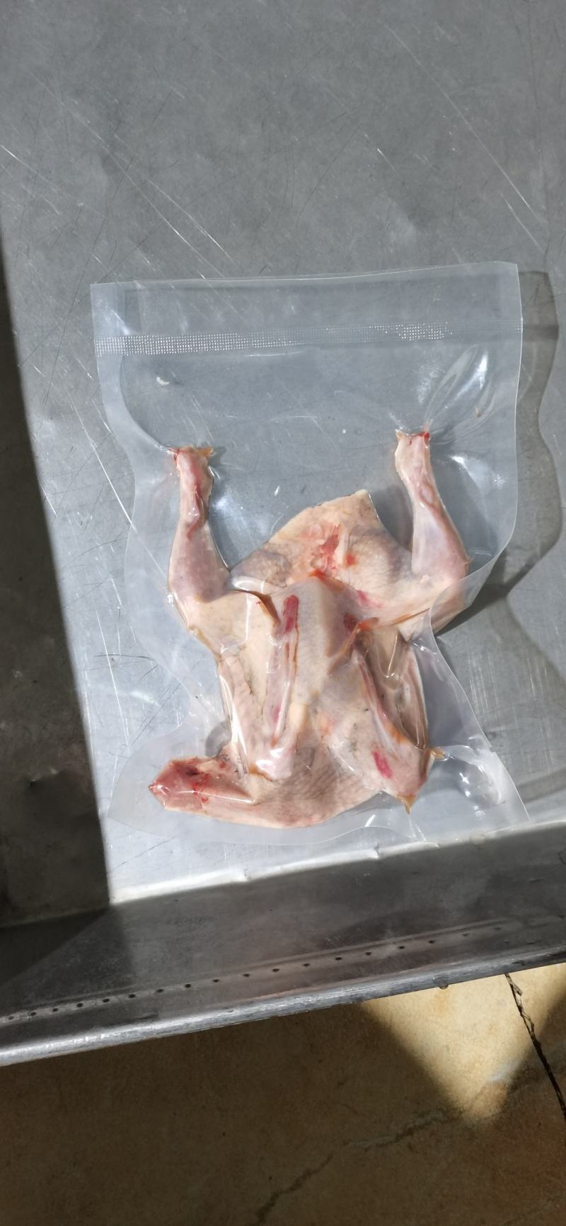 原粮喂食乳鸽大型国企养殖