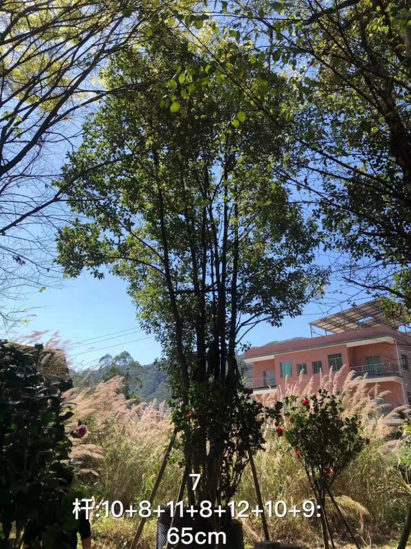 丛生香樟树4-6杆8-12公分漳州香樟树种植基地苗农直销