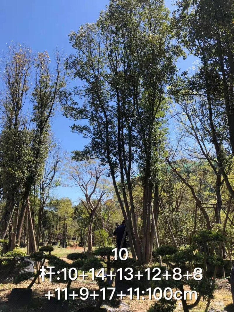 丛生香樟树4-6杆8-12公分漳州香樟树种植基地苗农直销