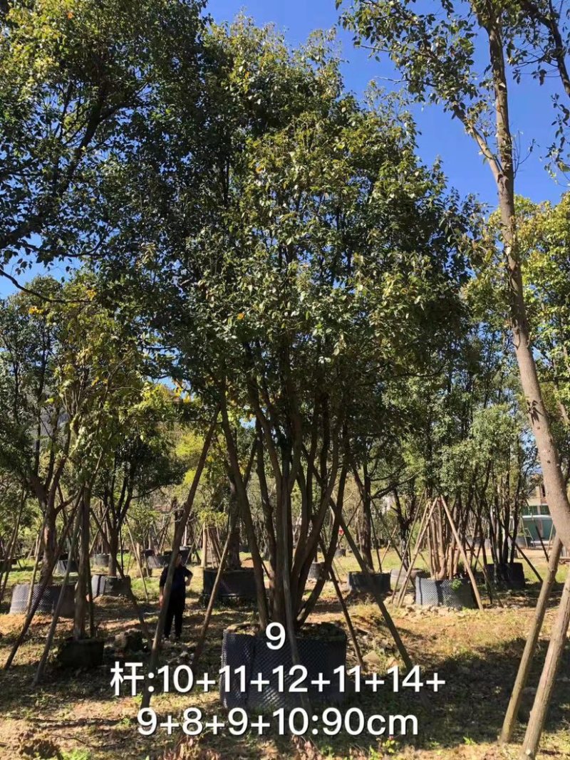 丛生香樟树4-6杆8-12公分漳州香樟树种植基地苗农直销
