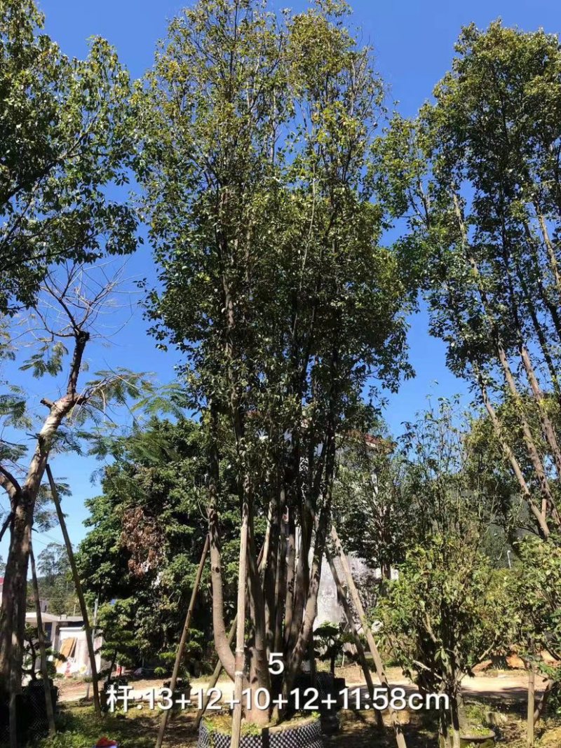 丛生香樟树4-6杆8-12公分漳州香樟树种植基地苗农直销