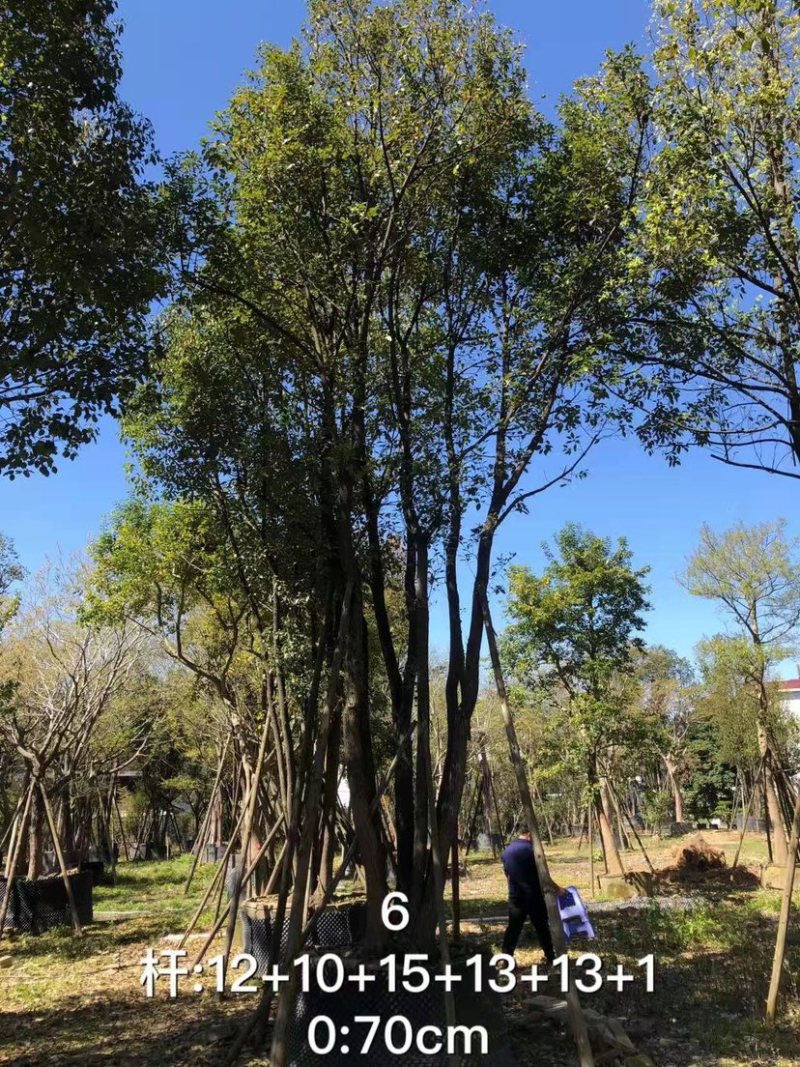丛生香樟树4-6杆8-12公分漳州香樟树种植基地苗农直销