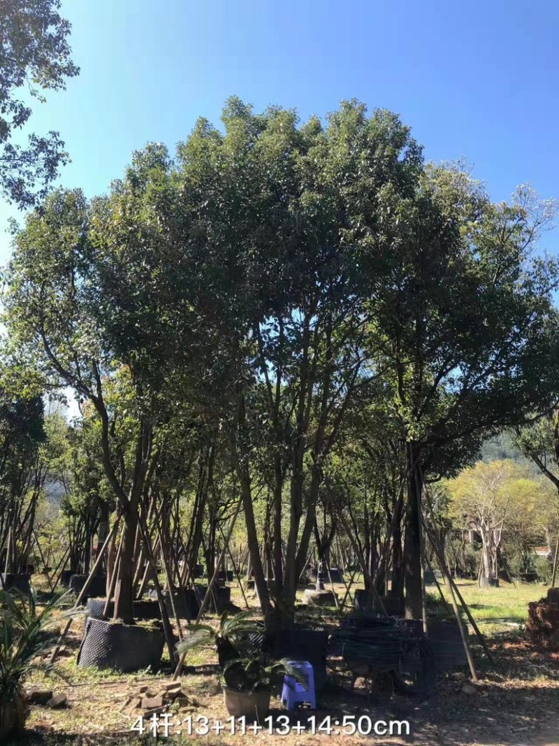 丛生香樟树4-6杆8-12公分漳州香樟树种植基地苗农直销