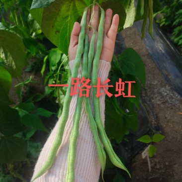 芸豆种子一路长虹架豆王红籽架豆无病毒产量高