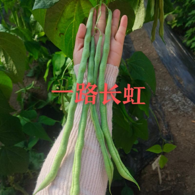 芸豆种子一路长虹架豆王红籽架豆无病毒产量高