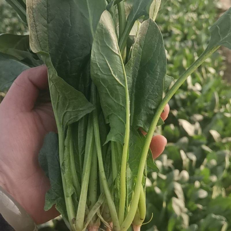 新鲜菠菜产地大量供应