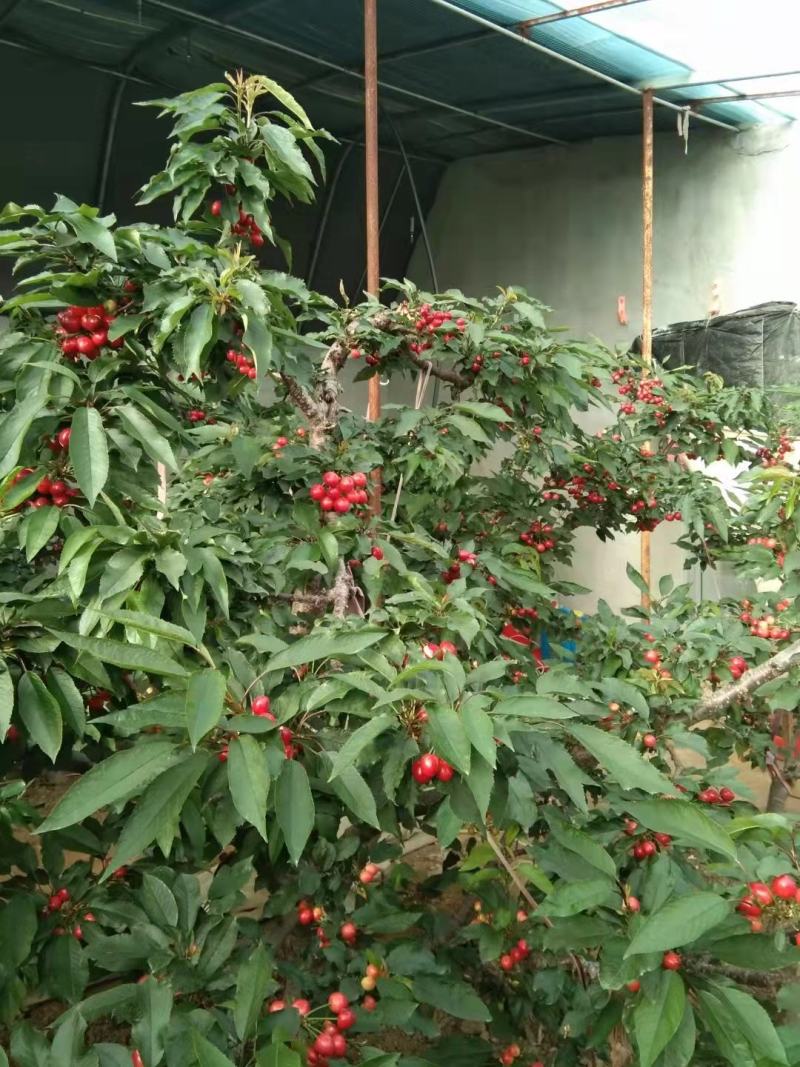 【精品推荐】现摘美早大樱桃一件代发，电微商对接，品质优良