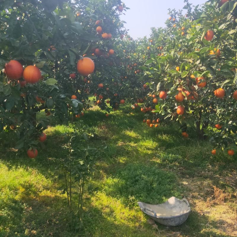 湖北秭归红心橙，二月红大量上市，色鲜，皮细，味道好。