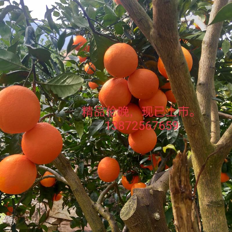 湖北秭归红心橙，二月红大量上市，色鲜，皮细，味道好。