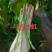 芸豆种子一路长虹架豆王红籽架豆无病毒产量高