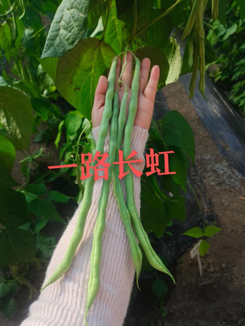 芸豆种子一路长虹架豆王红籽架豆无病毒产量高