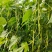 芸豆种子一路长虹架豆王红籽架豆无病毒产量高