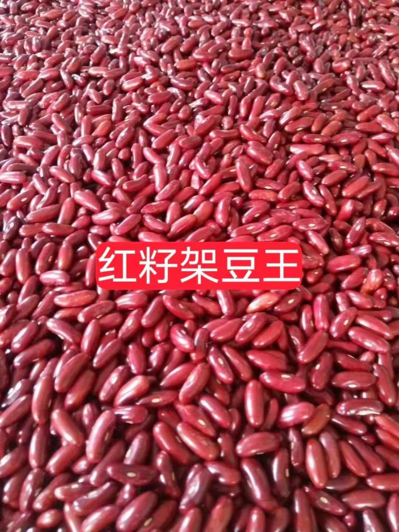 芸豆种子一路长虹架豆王红籽架豆无病毒产量高