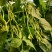 芸豆种子一路长虹架豆王红籽架豆无病毒产量高