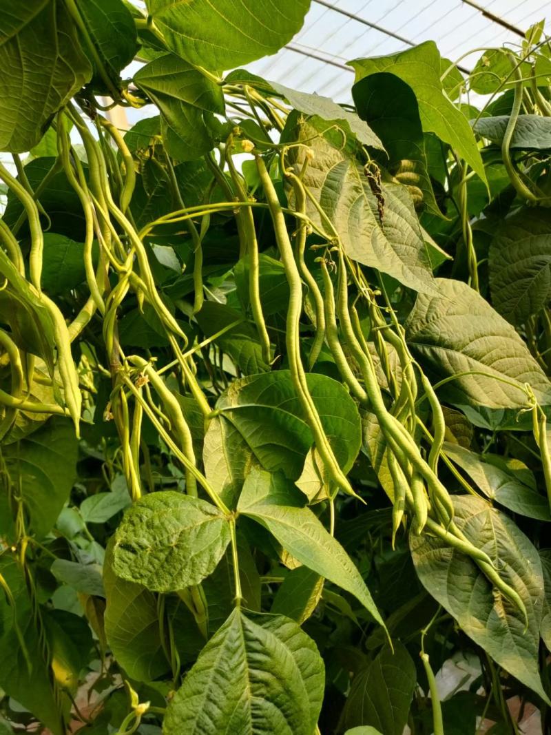 芸豆种子一路长虹架豆王红籽架豆无病毒产量高