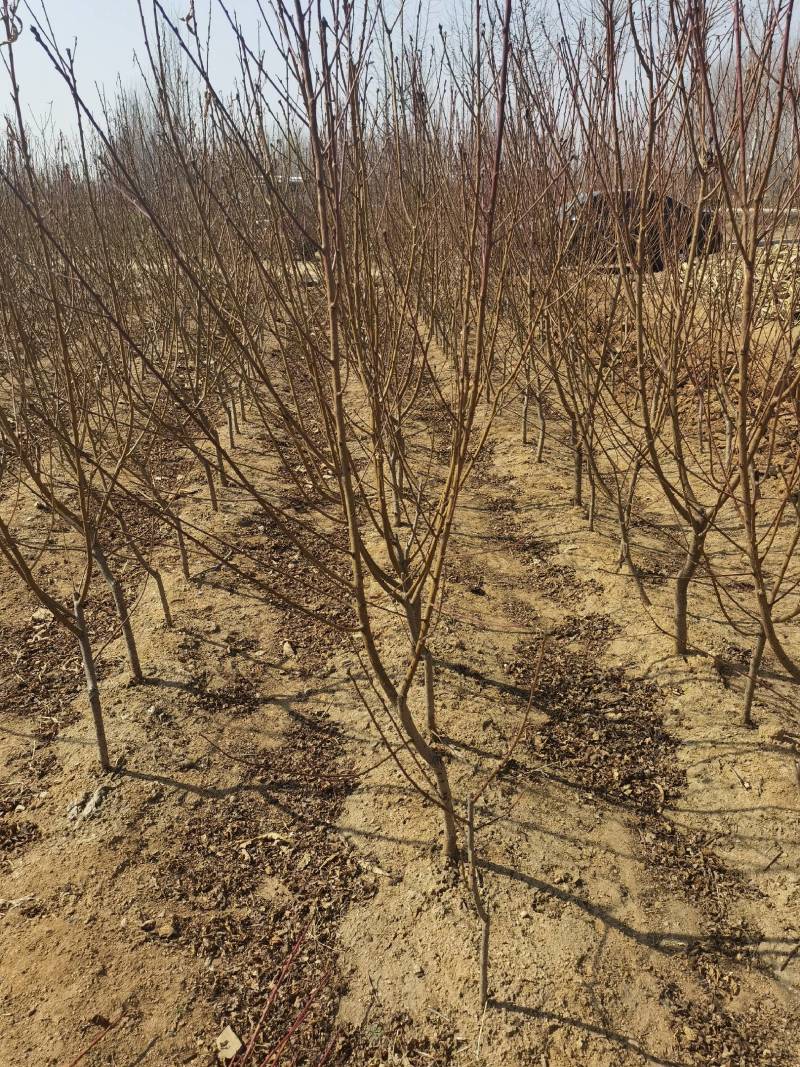 占地桃树（2至10公分根系好，）成活率高，欢迎选购