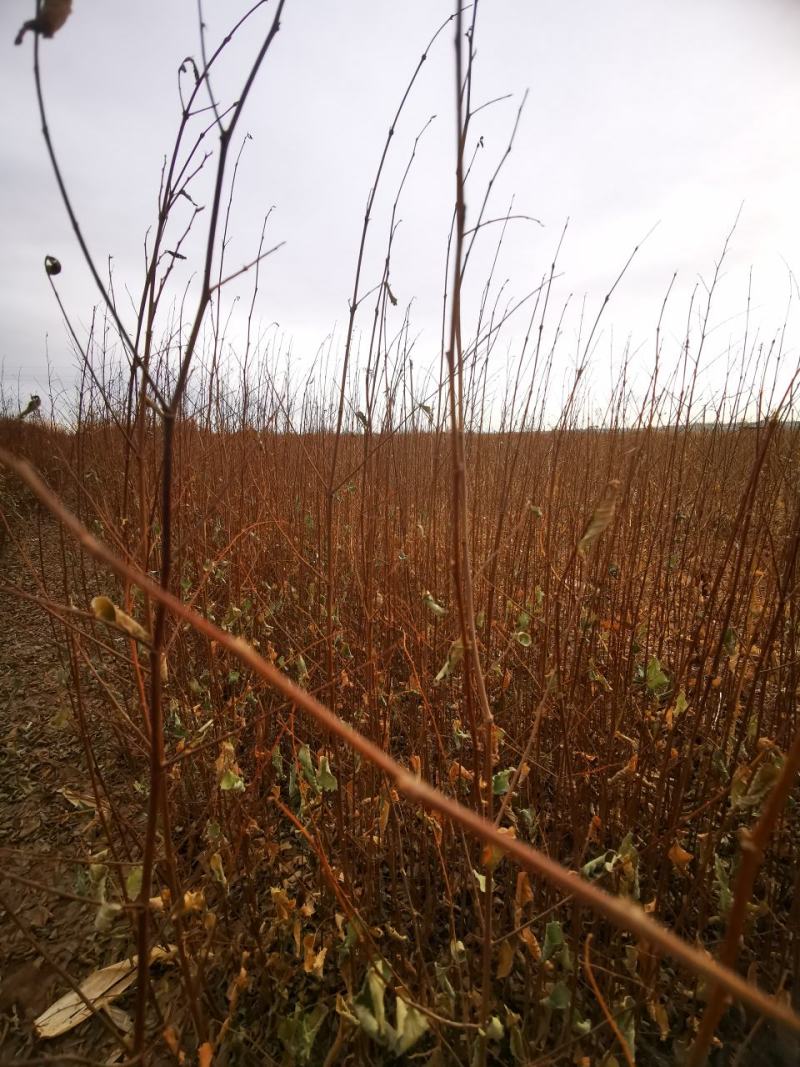 白榆树苗一年生白榆树苗40-50-60起步