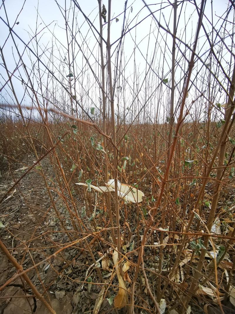 白榆树苗一年生白榆树苗40-50-60起步
