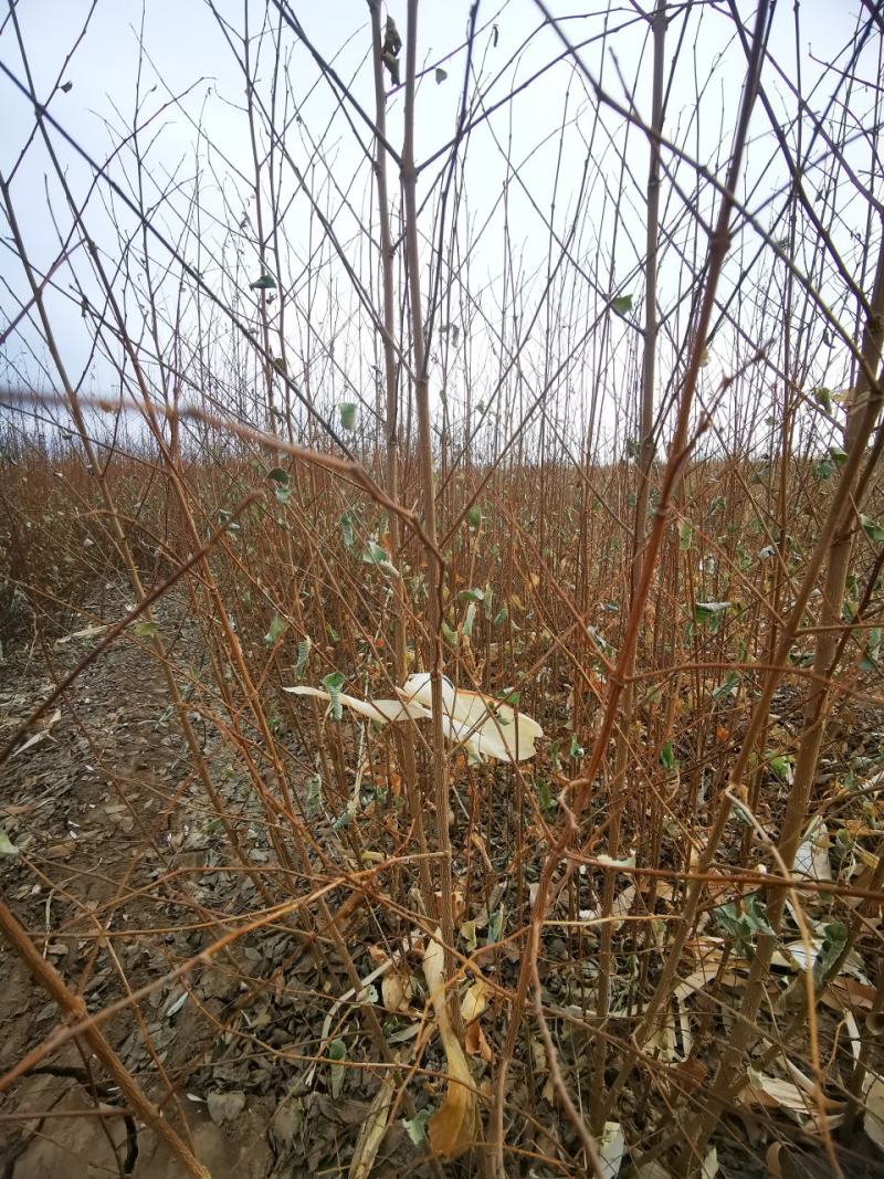 白榆树苗一年生白榆树苗40-50-60起步