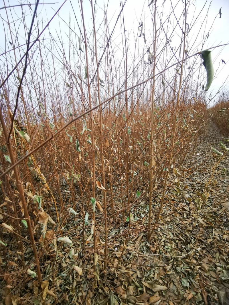 白榆树苗一年生白榆树苗40-50-60起步