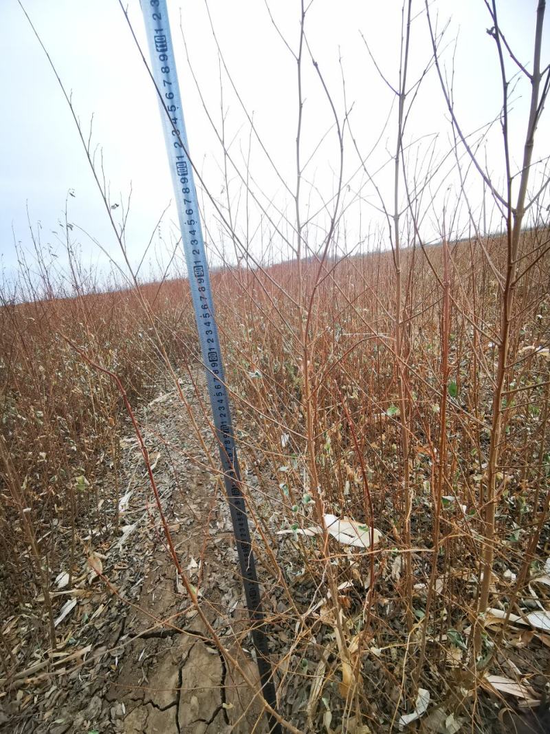 白榆树苗一年生白榆树苗40-50-60起步